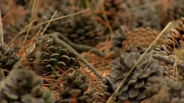 Çam kozalağı. Portre.