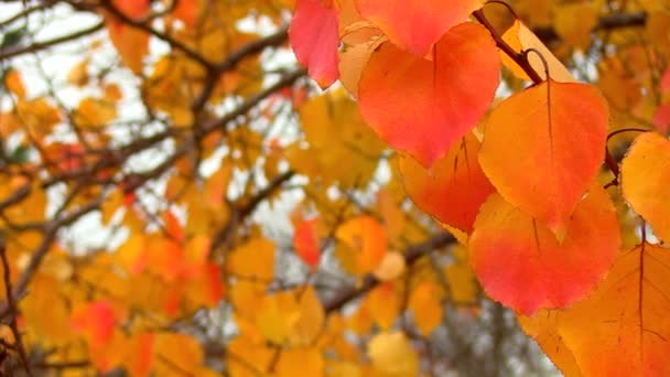 Foglie colorate autunno — Video Stock