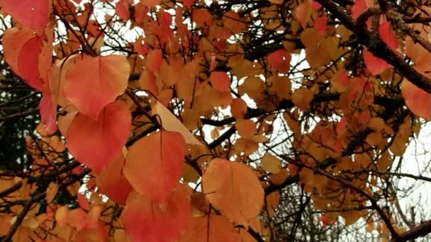 Bunte Herbstblätter — Stockvideo