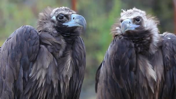 Deux oiseaux prédateurs ensemble . — Video