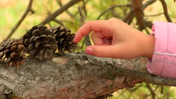 Menina brincando com pinhas — Vídeo de Stock