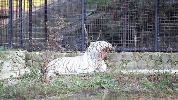 Tigre blanco en el zoológico — Vídeo de stock