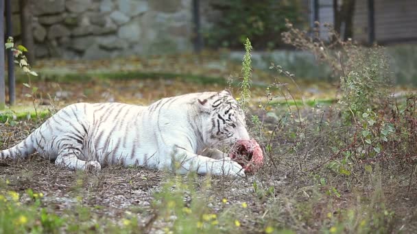 Tigre blanco en el zoológico — Vídeo de stock