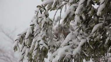 Karla kaplı ağaçlarla kaplı güzel kış manzarası.