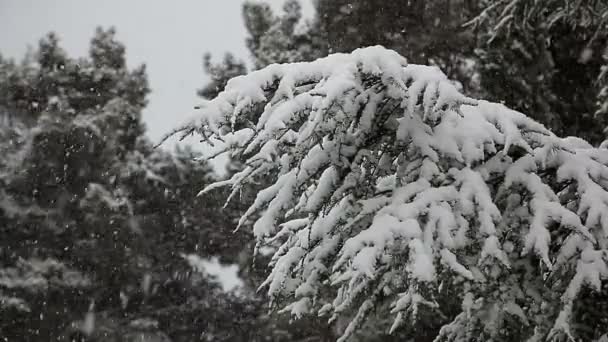 Hermoso paisaje de invierno con árboles cubiertos de nieve. — Vídeo de stock