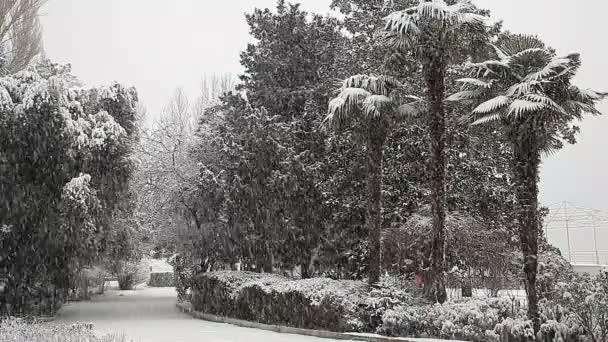 Hermoso paisaje de invierno con árboles cubiertos de nieve. — Vídeos de Stock