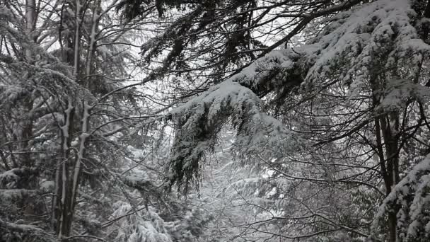 Красивый зимний пейзаж с заснеженными деревьями. — стоковое видео
