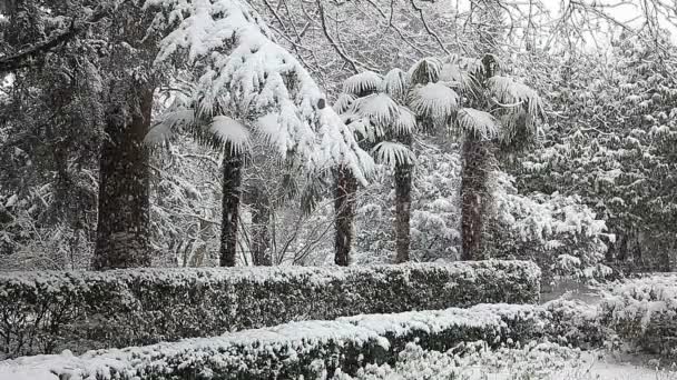 Bellissimo paesaggio invernale con alberi innevati. — Video Stock