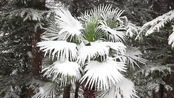 Bellissimo paesaggio invernale con alberi innevati. — Video Stock