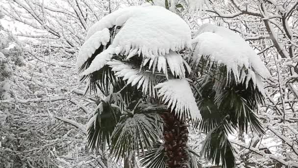 Karla kaplı ağaçlarla kaplı güzel kış manzarası. — Stok video