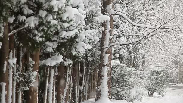 Hermoso paisaje de invierno con árboles cubiertos de nieve. — Vídeo de stock