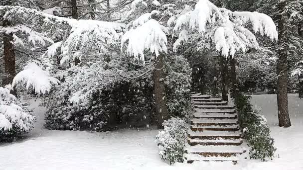 Wunderschöne Winterlandschaft mit schneebedeckten Bäumen. — Stockvideo