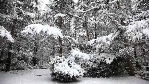 Bellissimo paesaggio invernale con alberi innevati. — Video Stock