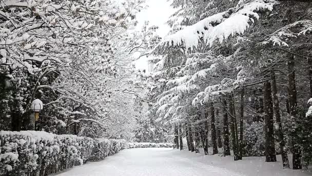 雪に覆われた木々の美しい冬の風景. — ストック動画