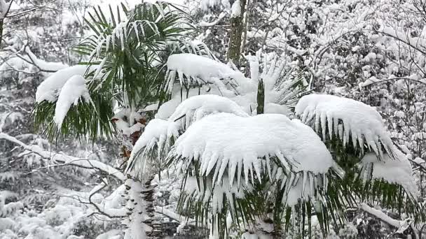 Hermoso paisaje de invierno con árboles cubiertos de nieve. — Vídeos de Stock