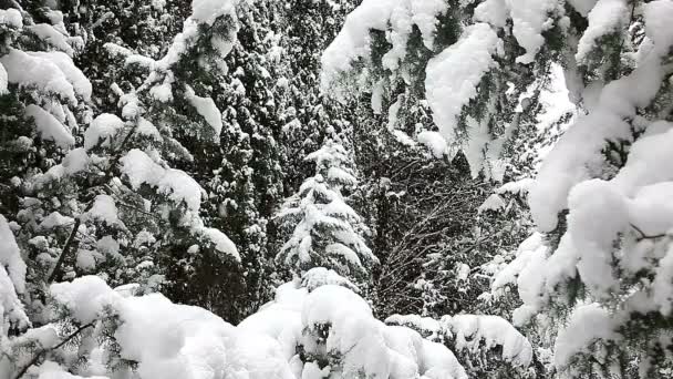 Prachtig winterlandschap met besneeuwde bomen. — Stockvideo