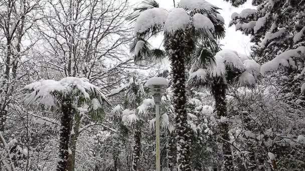 Wunderschöne Winterlandschaft mit schneebedeckten Bäumen. — Stockvideo