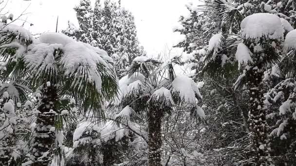Vackert vinterlandskap med snötäckta träd. — Stockvideo