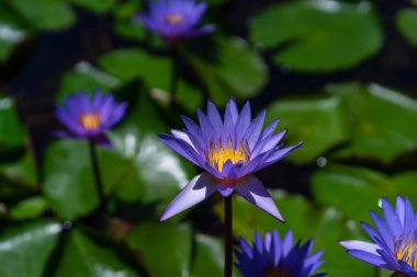 Gölette yeşil yapraklı mor nilüfer çiçekleri