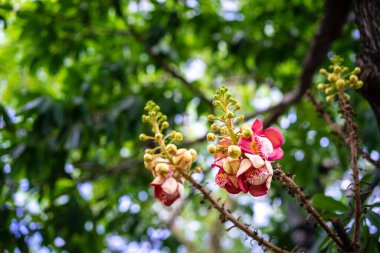 Ağaçta pembe ve sarı yapraklı Sal çiçeği yaprağı