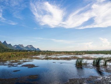 yaygın olarak bataklık sazlık ile 