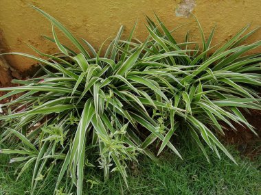 Hindistan 'da Bengaluru' da bir bahçede sarı bir duvara yaslanmış örümcek bitkileri.