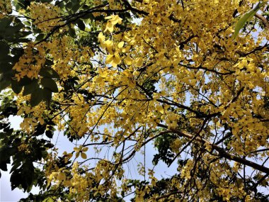 Altın duş ağacı çiçekleri ve çiçek tomurcukları güneşli bir sabahta