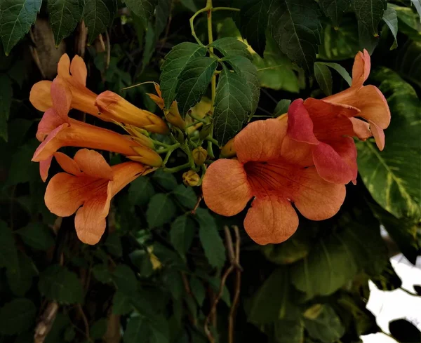 Turuncu Renkli Çin Sarmaşığı Çiçekleri Bilimsel Adıyla Campsis Grandiflora Yakın — Stok fotoğraf