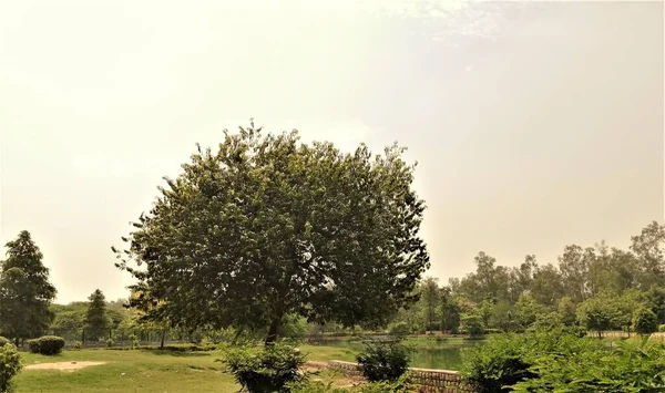 Symmetrical Leaves Foliage Pattern Tree Bright Sunlight Lake Background Delhi — Foto Stock