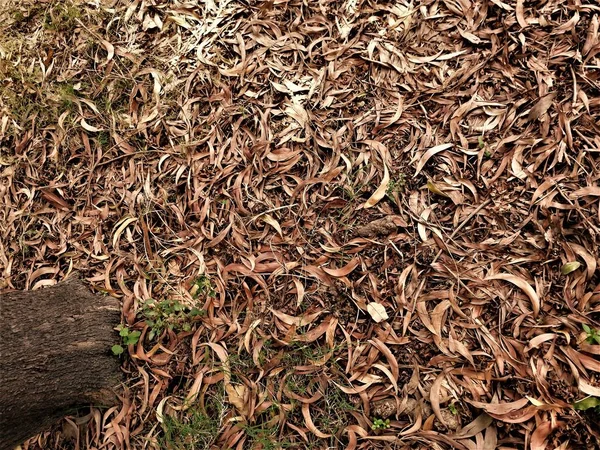 Feuilles Pourries Mortes Brunes Feuillage Séché Sur Une Parcelle Forêt — Photo