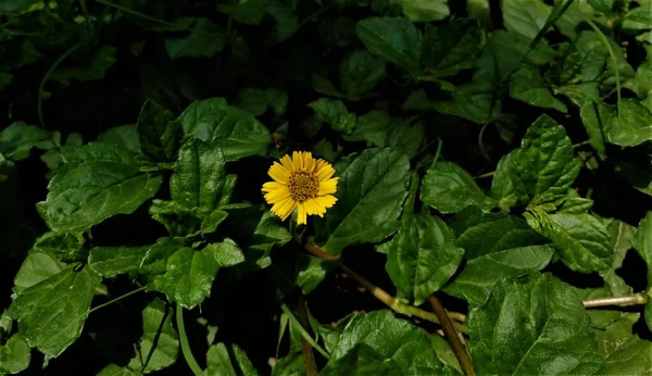 Closeup Shot Selective Focus Yellow Colored Sphagneticola Flower Dark Green — Stock Photo, Image