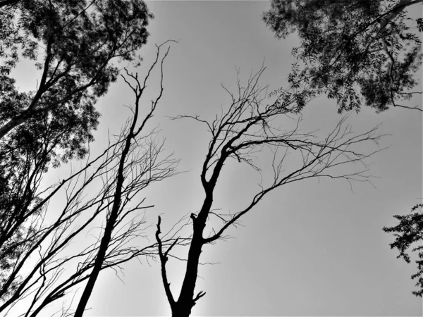 Призрачный Пейзаж Деревьями Голыми Ветвями Оттенках Серого Сумерках Дели Индии — стоковое фото