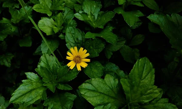 Ljusgul Sphagneticola Blomma Närbild Skott Bland Bladen Trädgård Delhi — Stockfoto