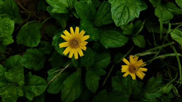 Sphagneticola Yellow Flowers Closeup Shot Garden Delhi — Stock Photo, Image