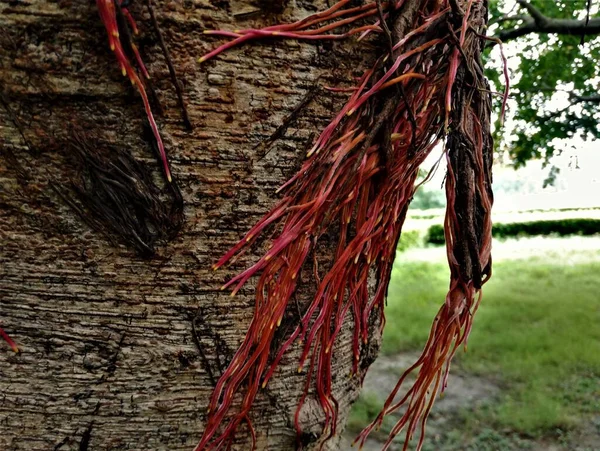 Racines Rouges Fraîches Banyan Accrochées Tronc Arbre — Photo