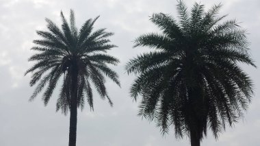 Delhi 'de güneşli bir sabahta Hindistan' da palmiye ağaçlarının yaprakları çekildi.