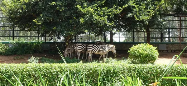 Grupp Zebror Som Betar Vid Bannerghatta Biologiska Park Bengaluru Karnataka — Stockfoto