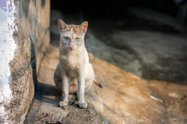 Güzel bir ışıkta bir kedi