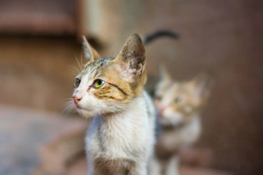 İki kedi de aynı kişiye bakıyor.