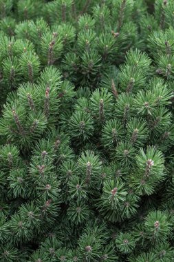 Güzel, küçük ladin iğneleri. Tasarım için yeni yıl ve Noel arkaplanı. Doğada doğal ağaç dalı.