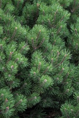 Güzel, küçük ladin iğneleri. Tasarım için yeni yıl ve Noel arkaplanı. Doğada doğal ağaç dalı.