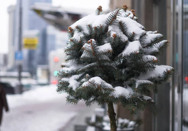 Beautiful little tree in the snow against the backdrop of the city and skyscrapers. Winter city landscape. Stock Christmas background.