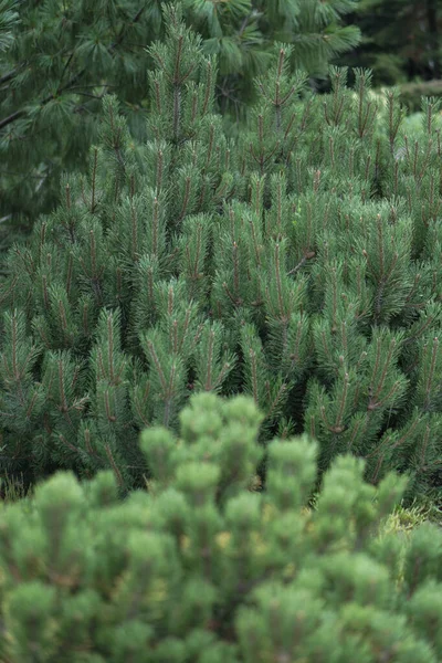 Prachtige Naalden Van Sparren Naalden Nieuwjaar Kerst Achtergrond Voor Design — Stockfoto