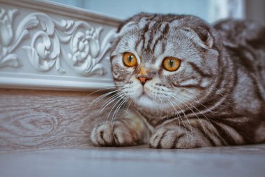 Grey cat lying on the floor. cat playing, Scottish Fold