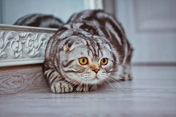 Gatto grigio sdraiato sul pavimento. gatto giocare, Scozzese Piegare — Foto Stock
