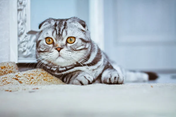 Gatto grigio sdraiato sul pavimento. gatto giocare, Scozzese Piegare — Foto Stock