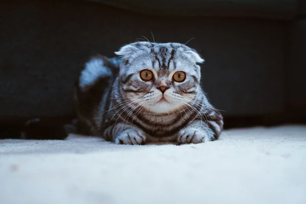 Gato cinzento deitado no chão. cat playing, Escocês Dobre — Fotografia de Stock