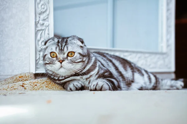 Gatto grigio sdraiato sul pavimento. gatto giocare, Scozzese Piegare — Foto Stock