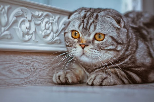 Chat gris couché sur le sol. chat jouant, écossais plier — Photo