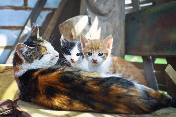 Un gatto con un gattino. Piccolo gattino rosso carino. animali domestici gioca — Foto Stock